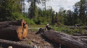 Best Commercial Tree Services  in Clarksville, VA
