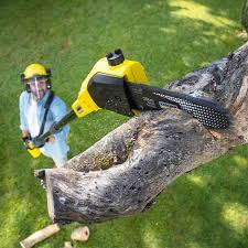 Best Tree Risk Assessment  in Clarksville, VA