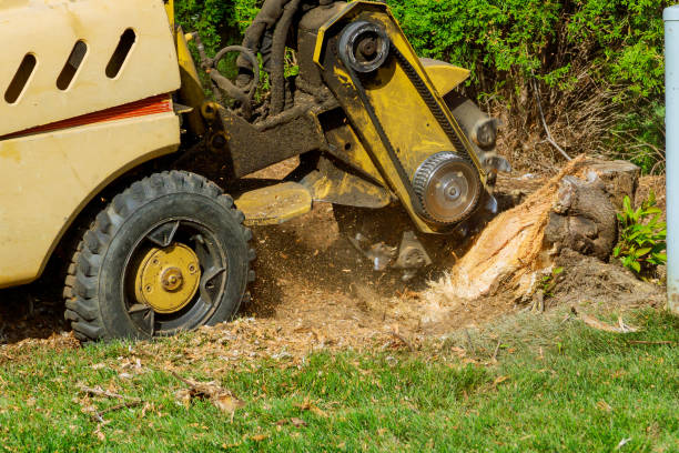 Best Tree Disease Treatment  in Clarksville, VA