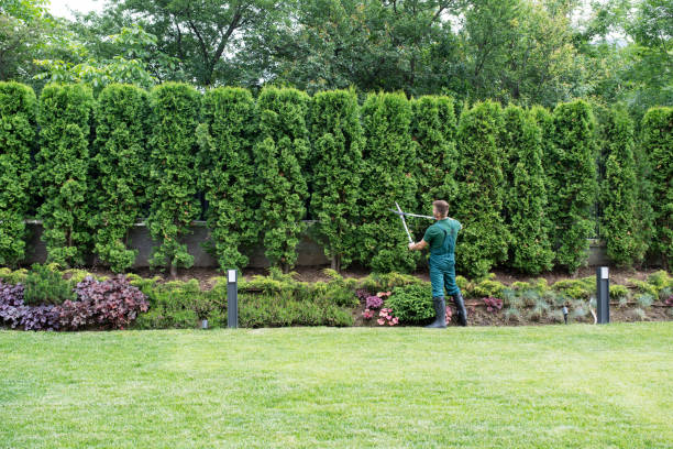 How Our Tree Care Process Works  in  Clarksville, VA