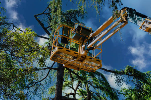 Clarksville, VA Tree Services Company