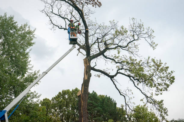 Best Firewood Processing and Delivery  in Clarksville, VA