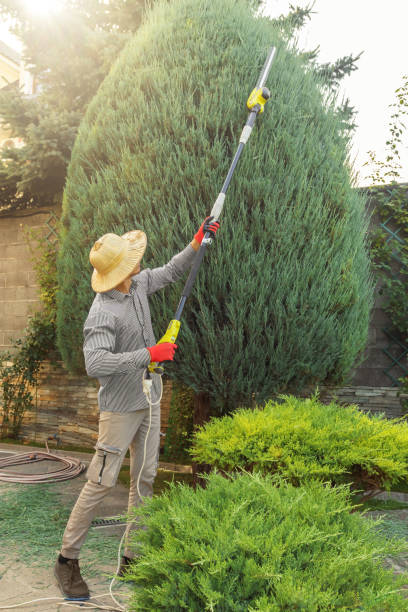 Best Tree Health Inspection  in Clarksville, VA