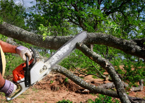 Best Tree Removal  in Clarksville, VA