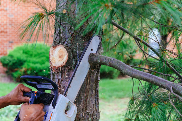 Best Tree Maintenance Programs  in Clarksville, VA
