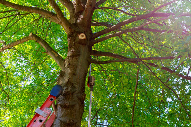 Best Storm Damage Tree Cleanup  in Clarksville, VA